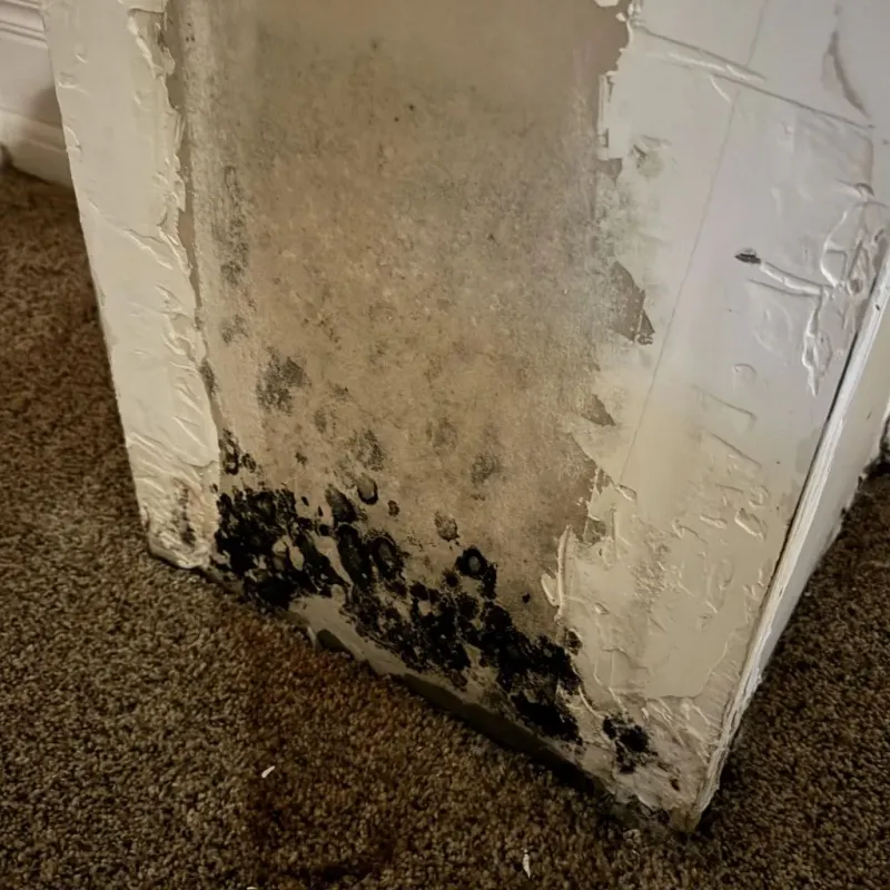 Professional Mold Removal in Bridgeport, WV
